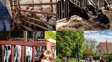 Kühe, Kinder und gute Landluft